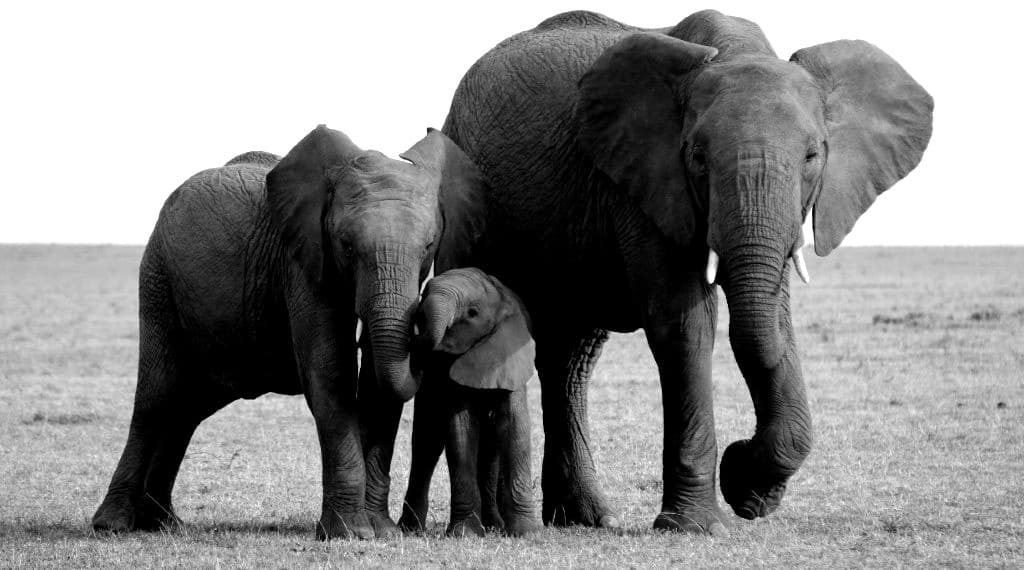 elefanter på tur